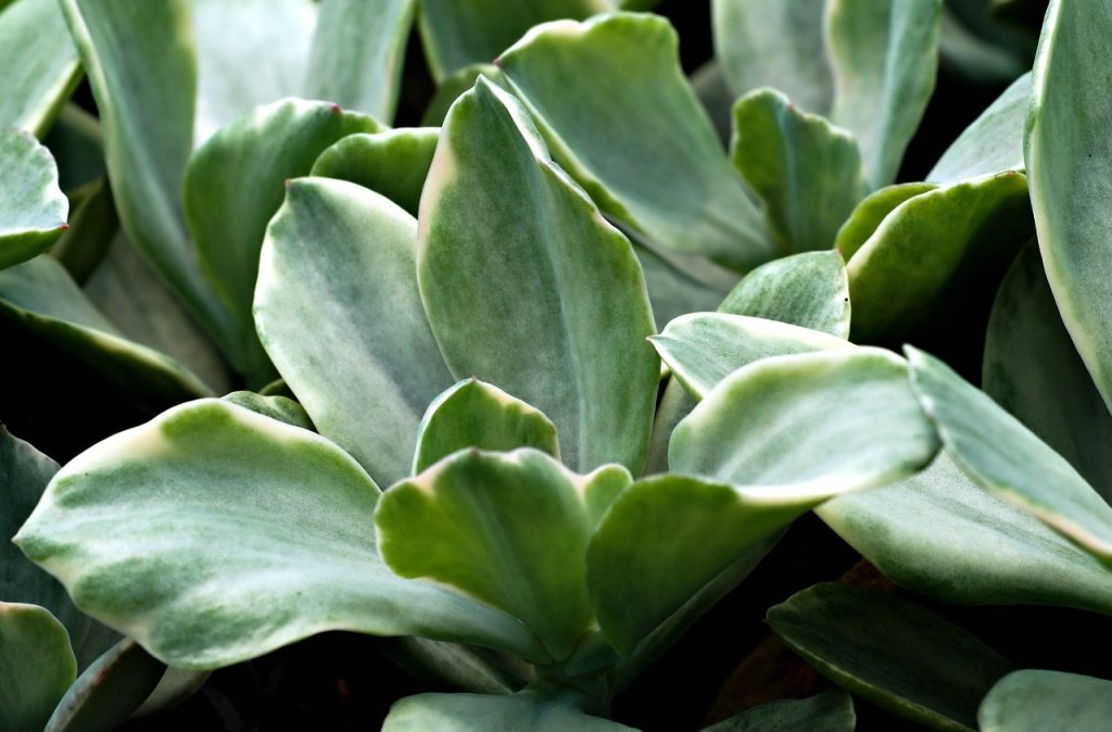 How to Propagate Succulents