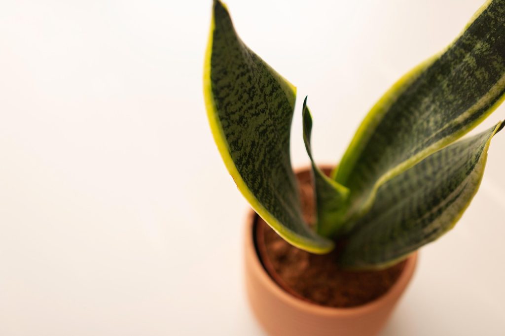 Methods of Asexual Propagation