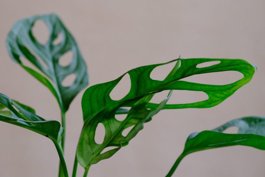 Monstera Plant (2)