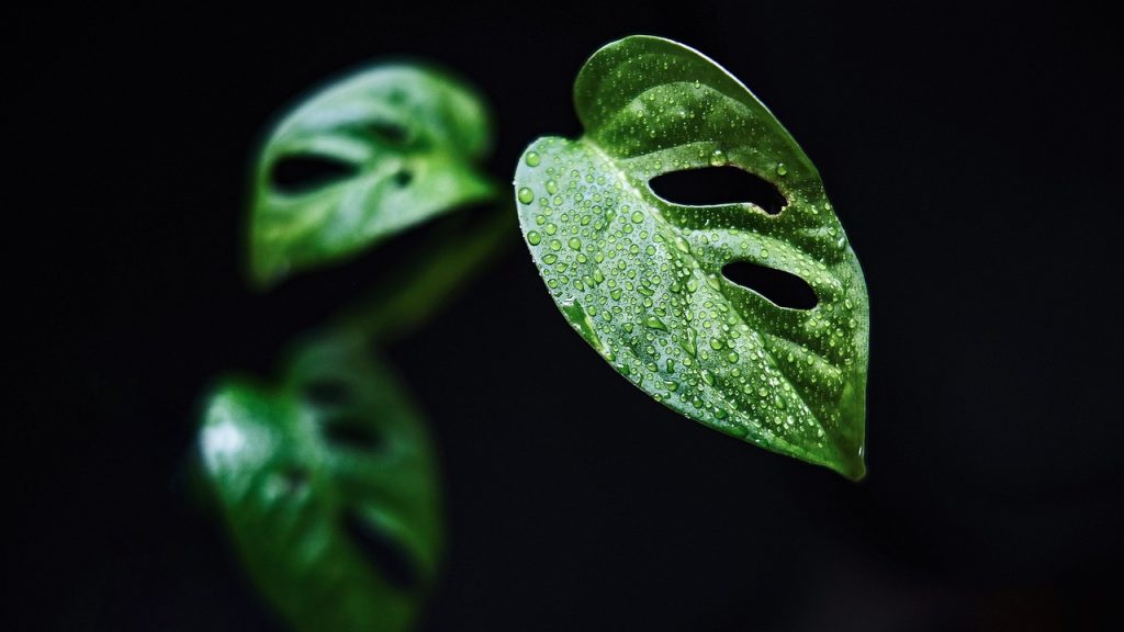 Monstera Plant Care