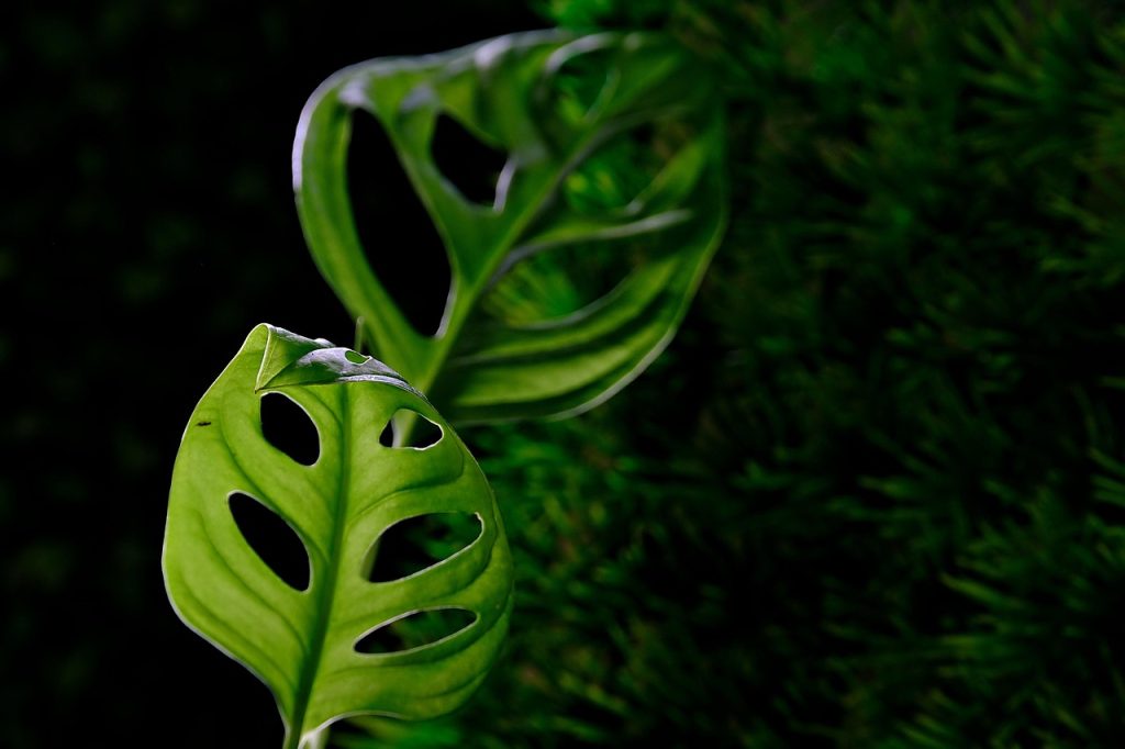Monstera Plant Problems