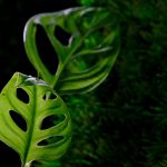 Monstera Plant Problems