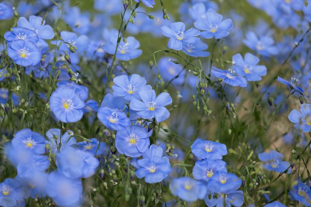 Perennial Plants