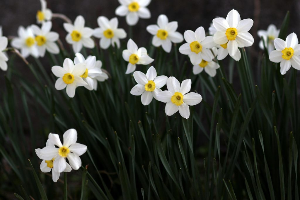 Perennial Plants for Sale