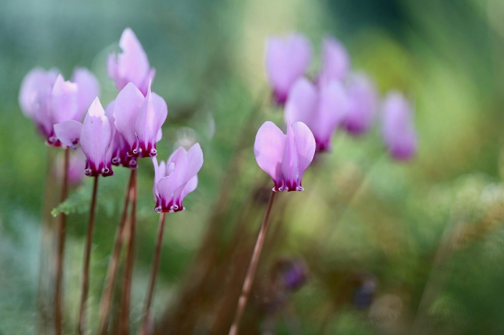 Propagation of Cyclamen
