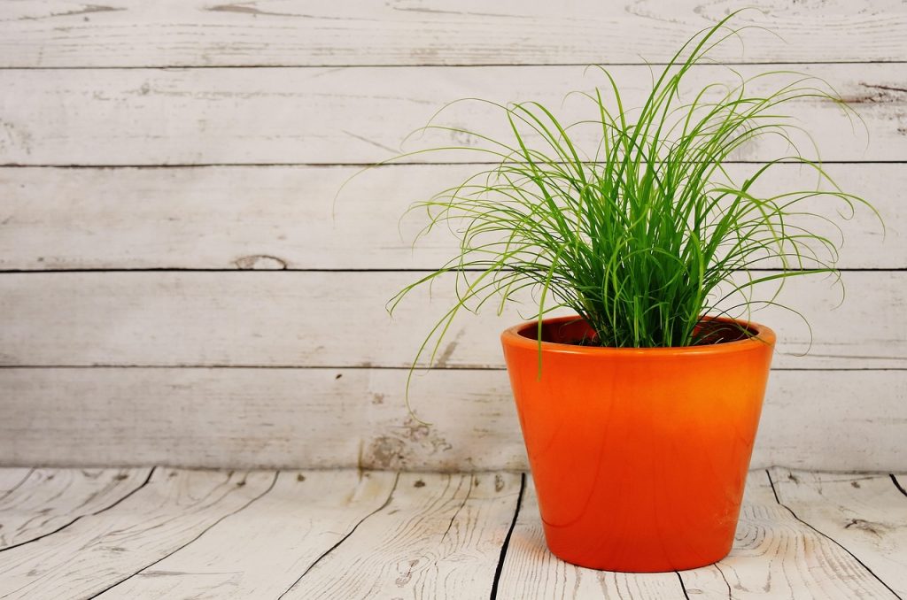 Spider Plant Brown Tips