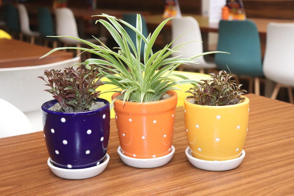 Spider Plant Brown Tips