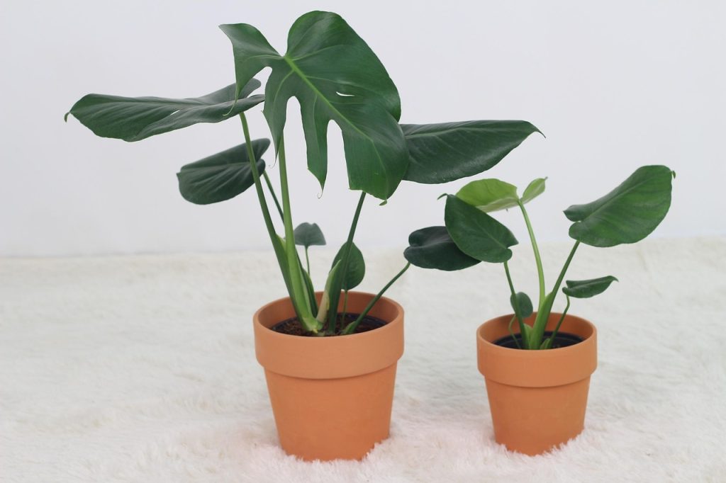 Trends in Air Purifying Plants