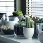 Trends in Drought Tolerant Plants