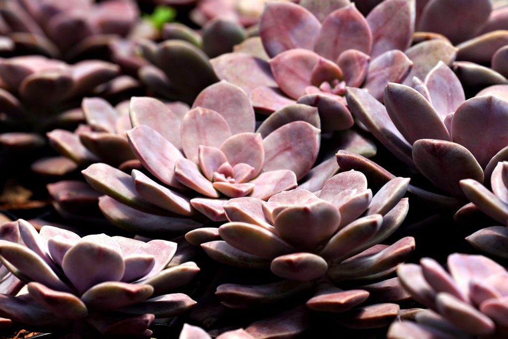 Types of Succulent Propagation