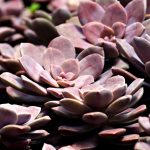 Types of Succulent Propagation