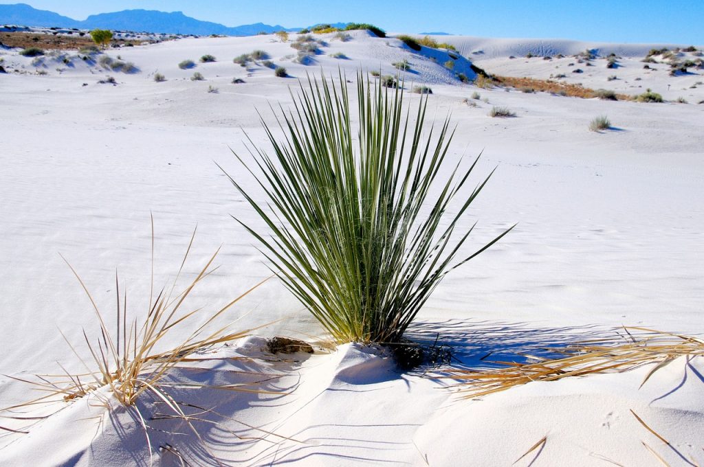 Yucca Plant