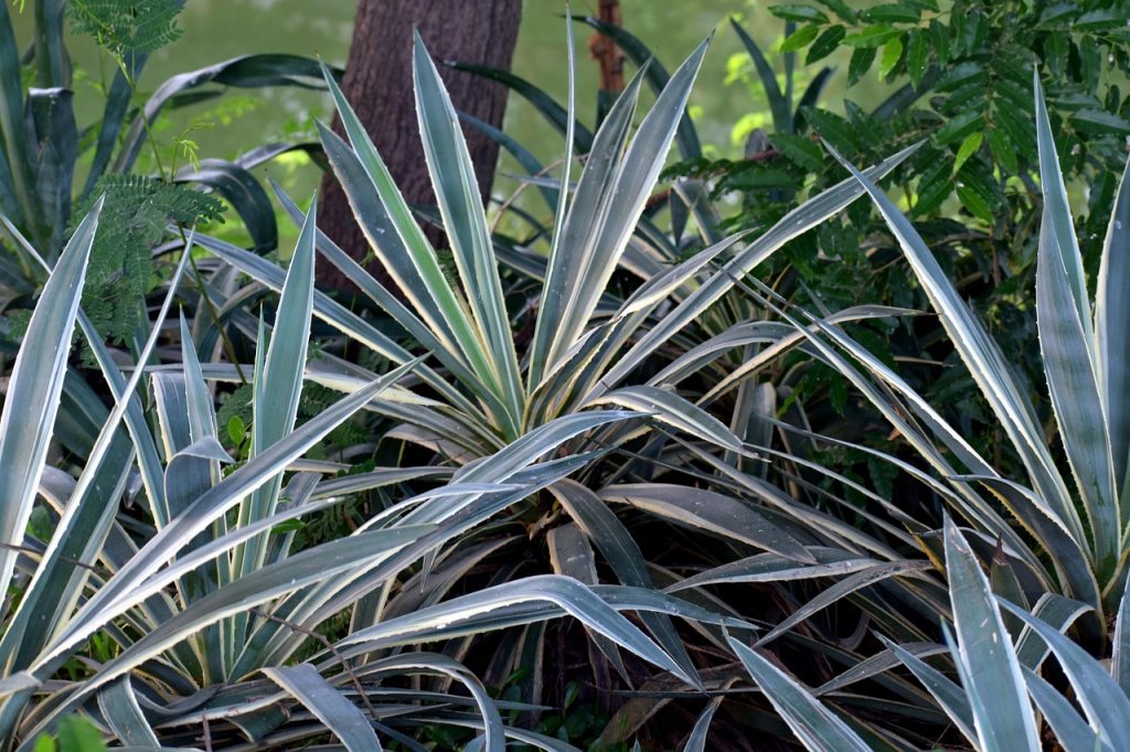 Yucca Plant Care