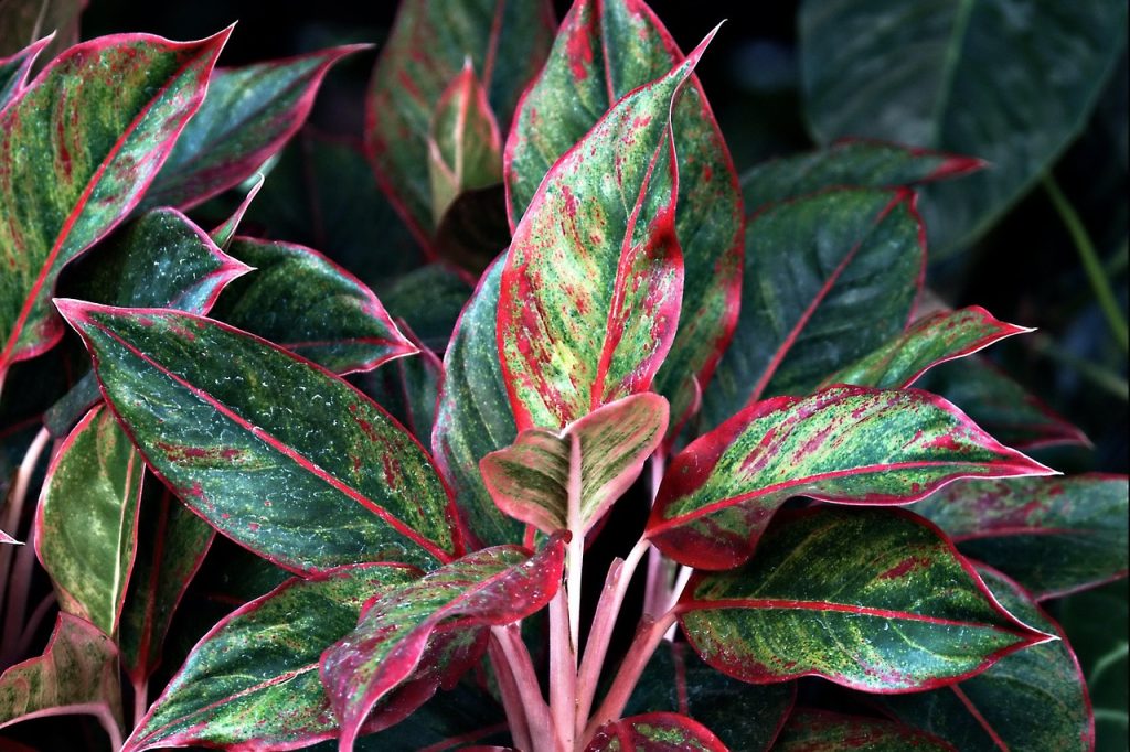 aglaonema plant care