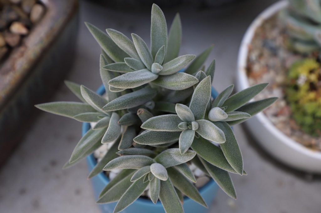 spider-plant-has-brown-tips