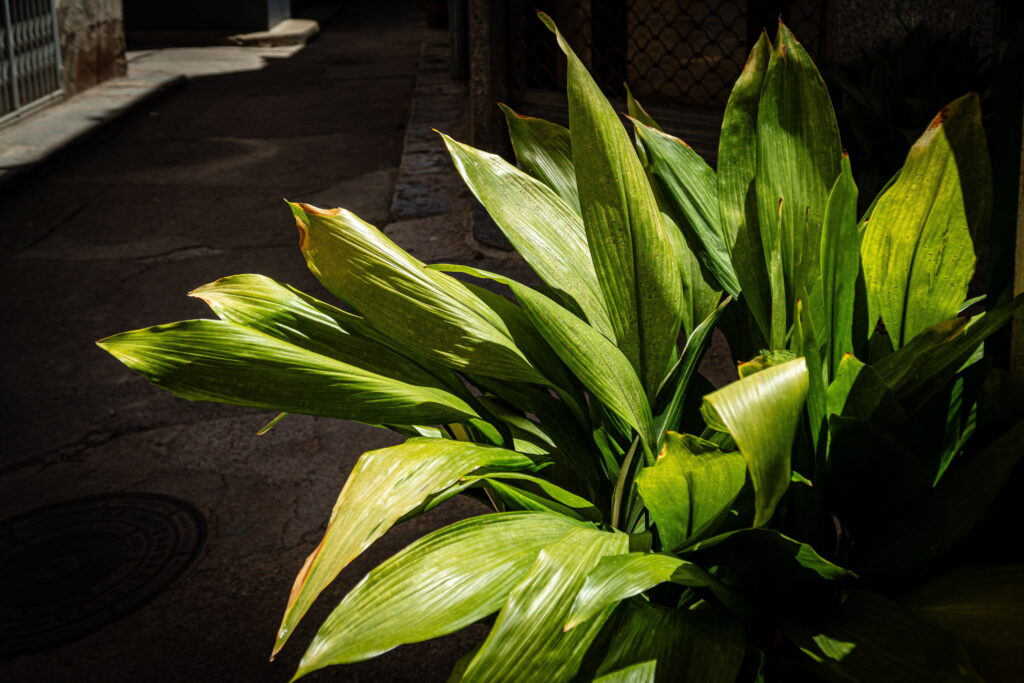 Cast Iron Plant