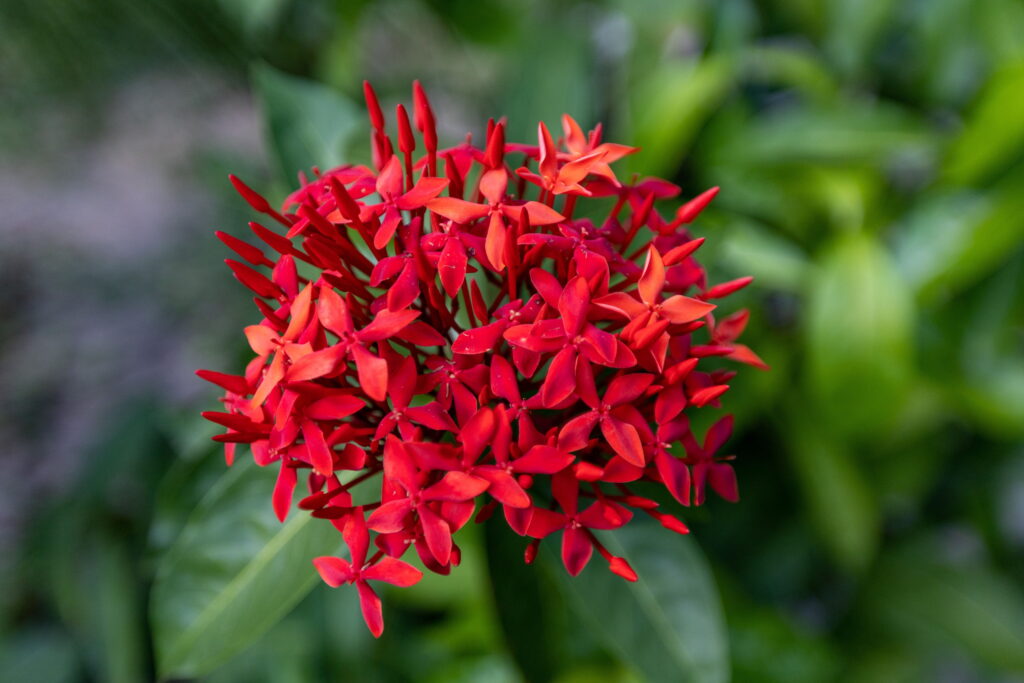 Chinese Evergreen