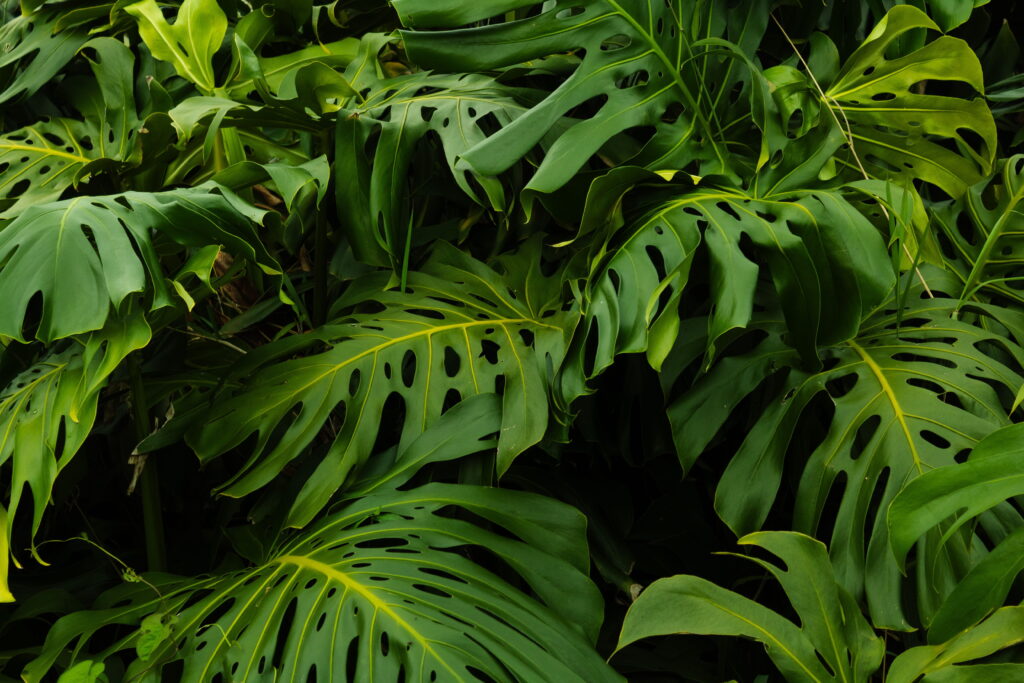 Monstera deliciosa