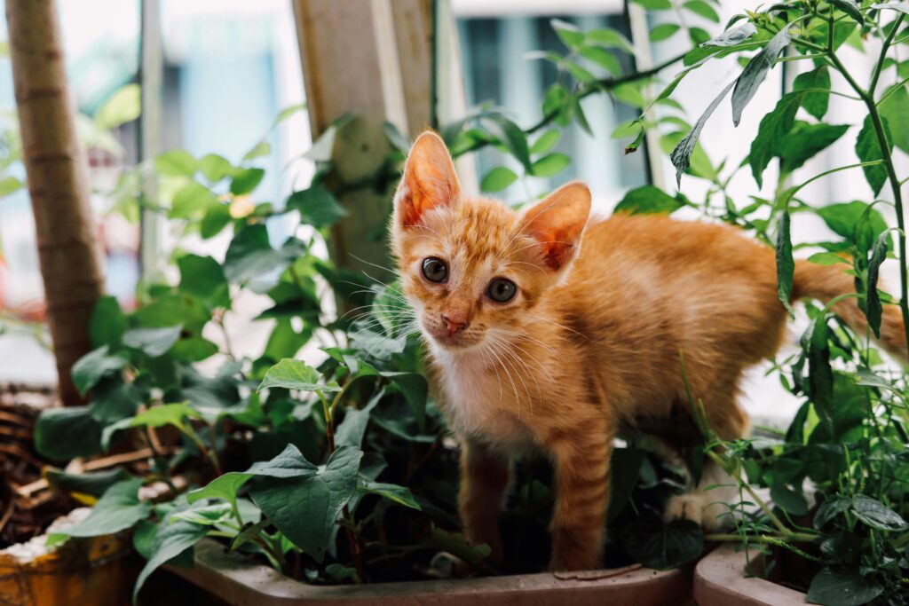 Best Plants Safe for Cats