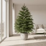 Norfolk Island Pine