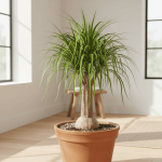 Ponytail Palm Care