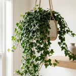Indoor Ivy Plants