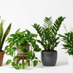 low-light indoor plants