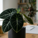 Alocasia Black Velvet