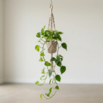 Hanging Planters