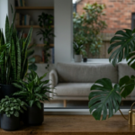 Large Indoor Plants for Low Light Spaces