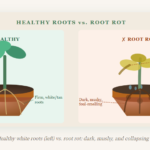 Root Rot