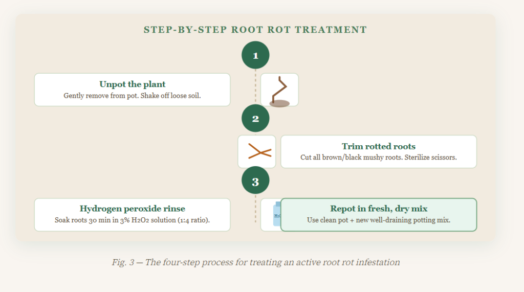 Treat Root Rot