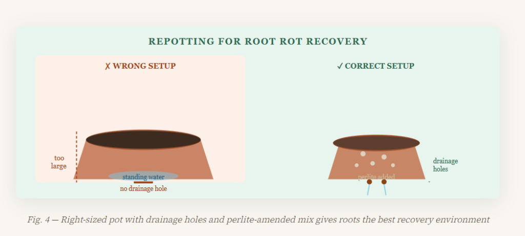 Root Rot Prevention