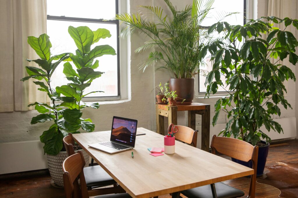 Plants for Office