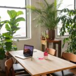Plants for Office
