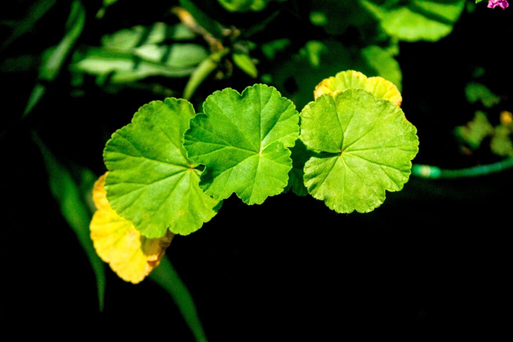 Plant Leaves Turning Yellow