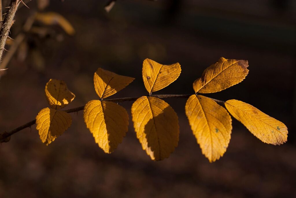 Yellow Leaves