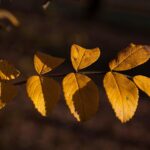 Yellow Leaves