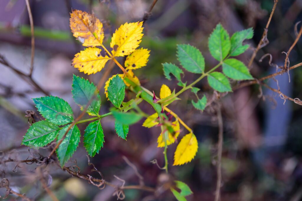 leaves turning yellow