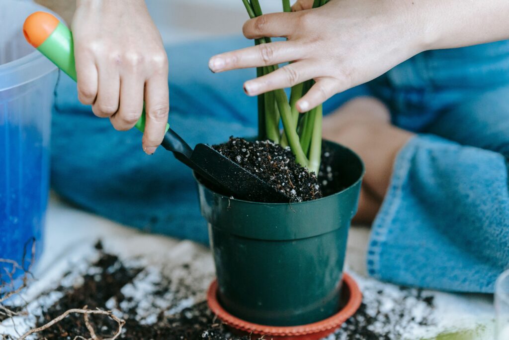 Best Soil for Indoor Plants