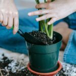 Best Soil for Indoor Plants