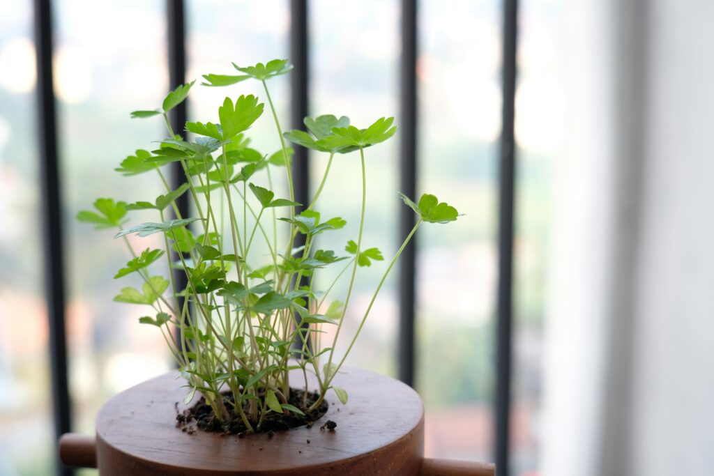 Coriander Seeds