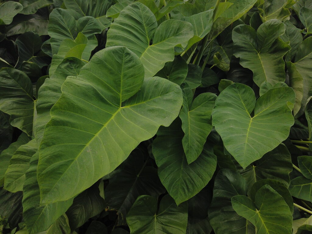 Elephant Ear Plant