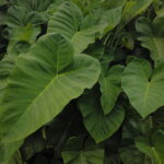 Elephant Ear Plant