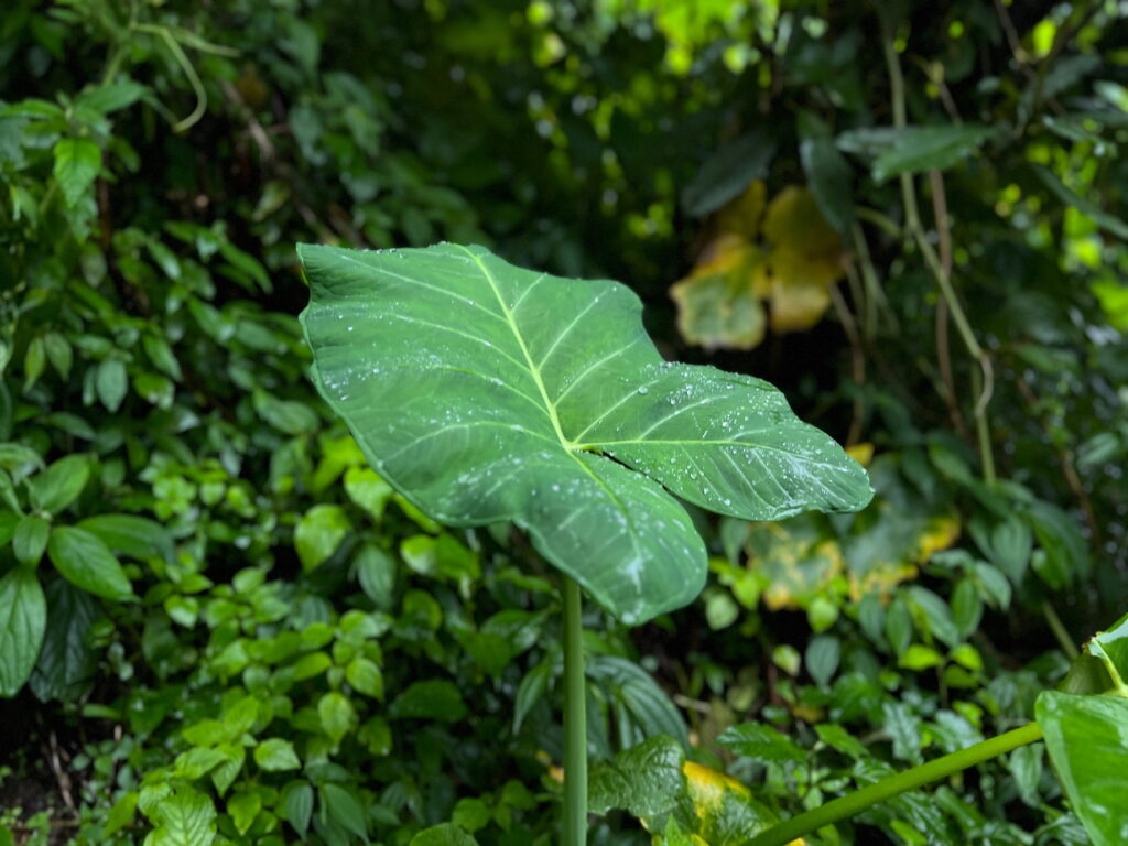 Elephant Ear Plant Toxicity