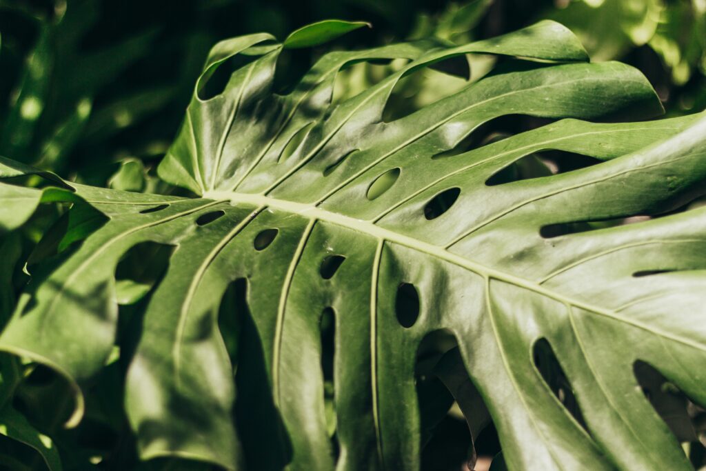 Fixing Monstera Leaves Turning Yellow