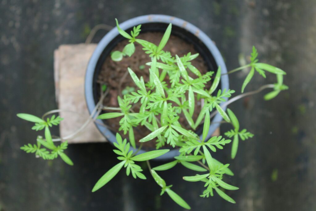 Grow Cilantro