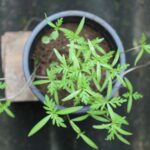 Grow Cilantro