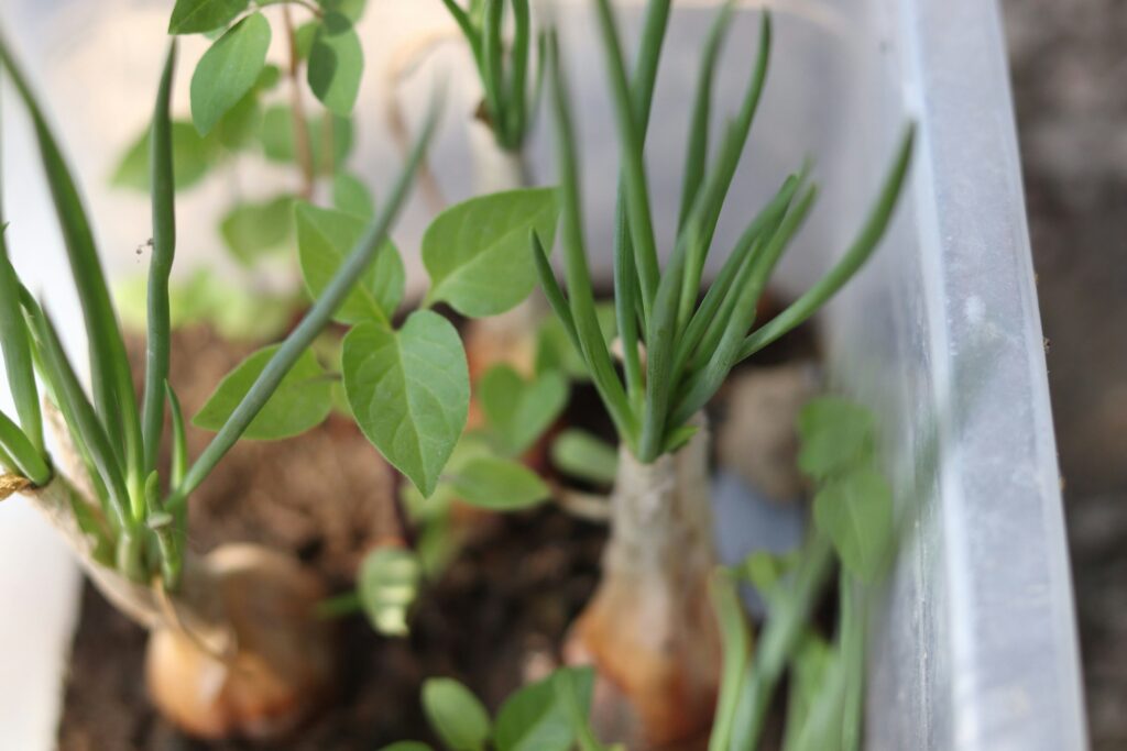 Growing Scallions From Seed