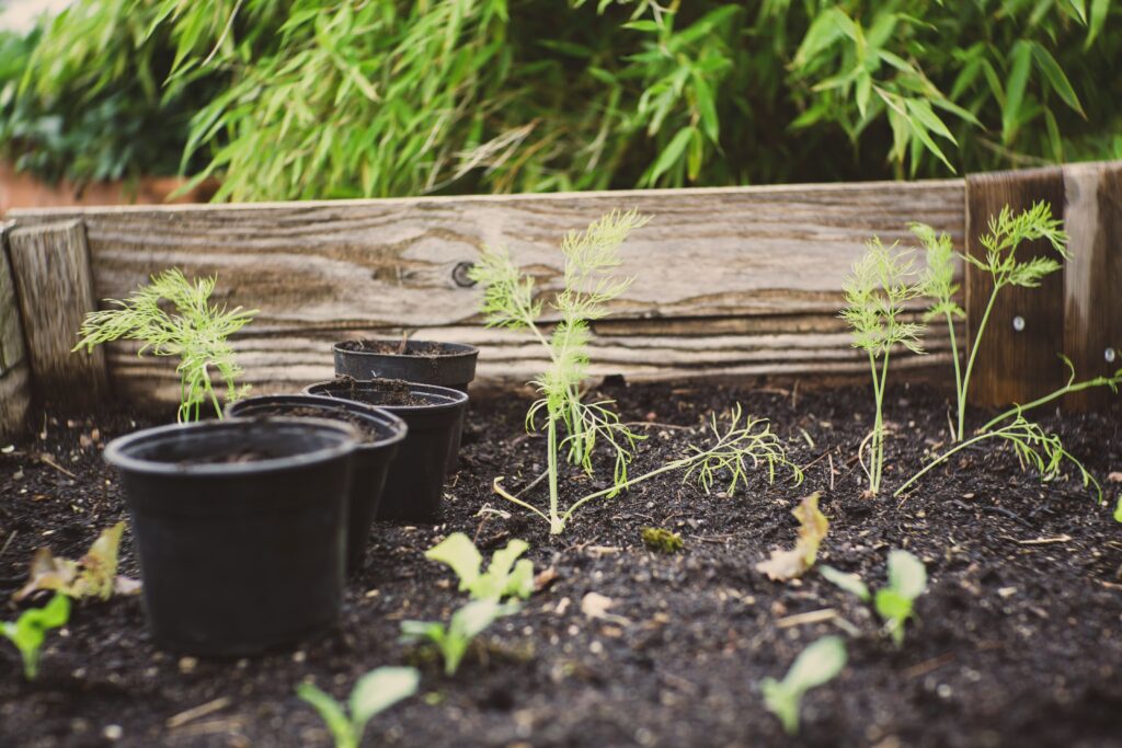 How to Grow Cilantro
